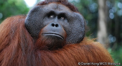 Dracaena cantleyi, Balsamnya Orangutan