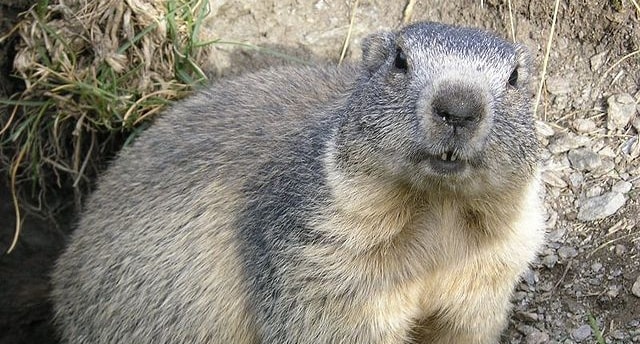 Marmot Anti Sosial Hidup Lebih Lama
