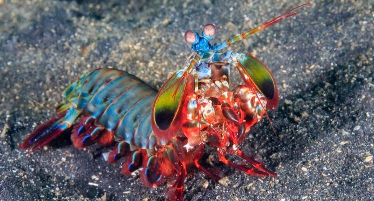 Tinju Secepat Peluru dari Udang Sentadu