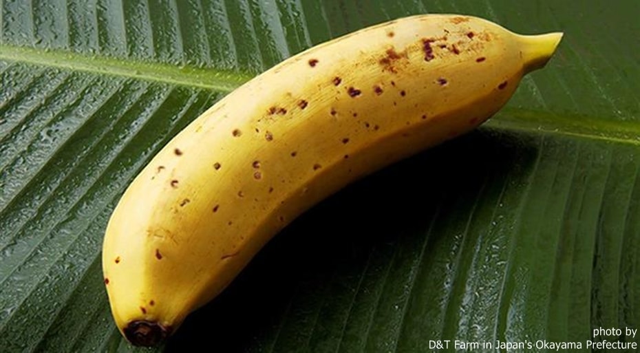 Enaknya Makan Kulit Pisang Mongee