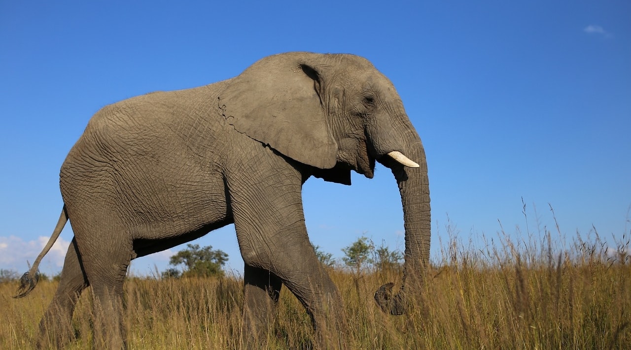 Gen Pencegah Kanker pada Gajah