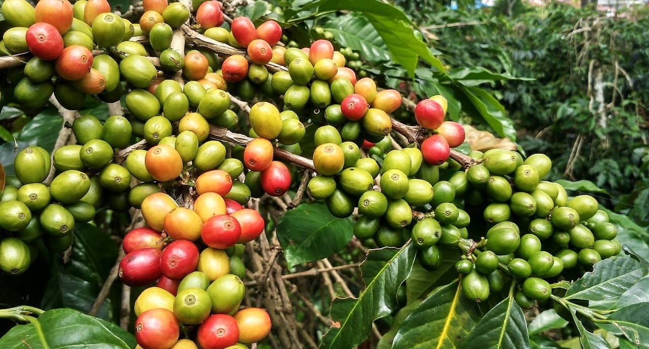 Kopi Gayo Terombang-ambing Musim