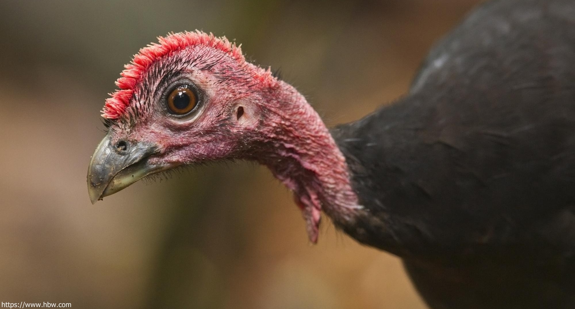 Maleo Waigeo, Kerabat Maleo yang Sempat Menghilang