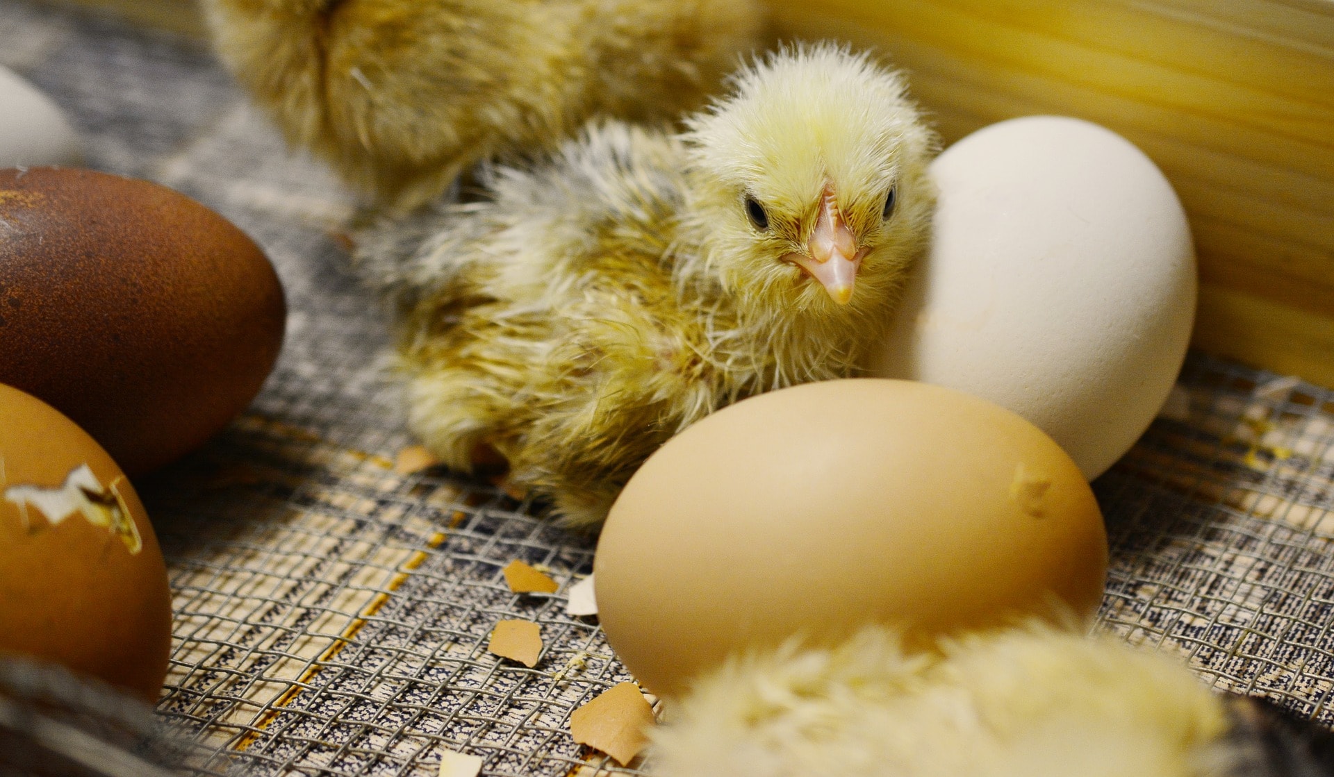 Bagaimana Cara Anak Ayam Menetas Tepat Waktu?