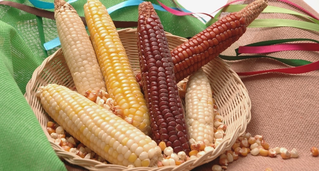 Mengenal Varietas Jagung Putih