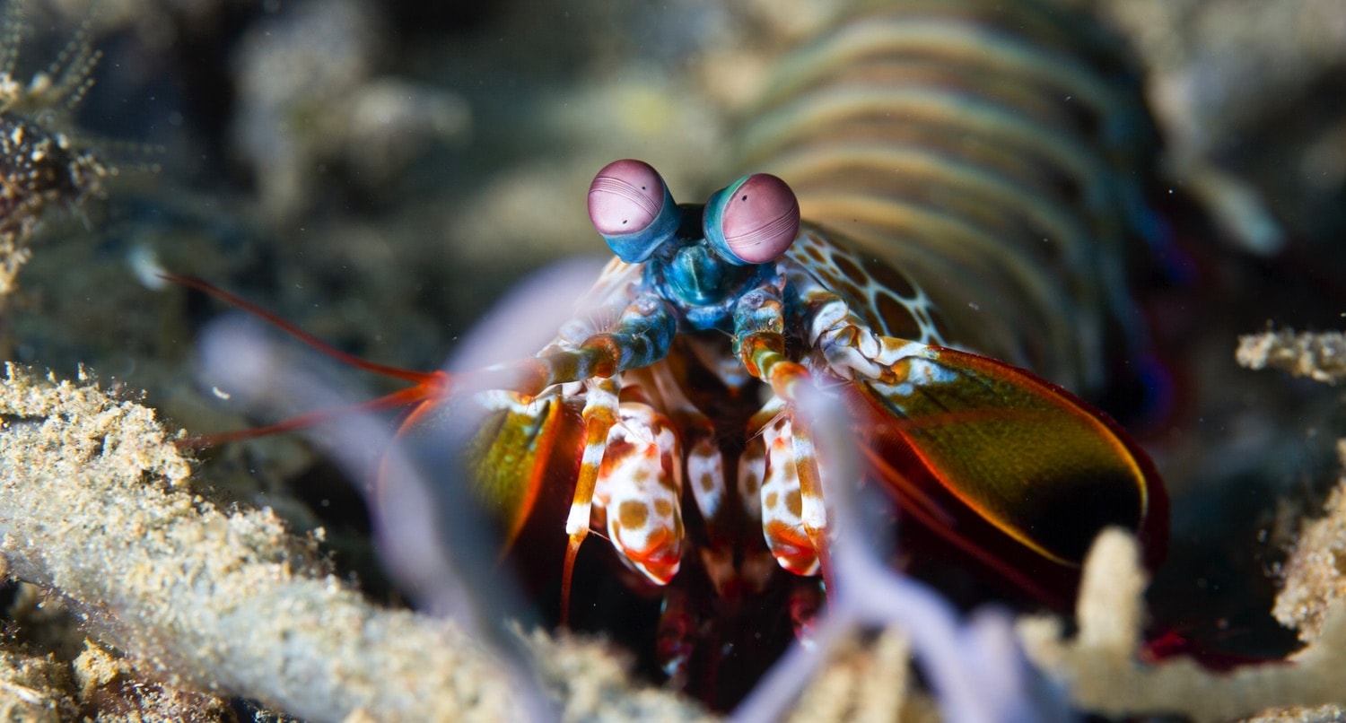 Mata si Udang Mantis yang Selalu Berputar
