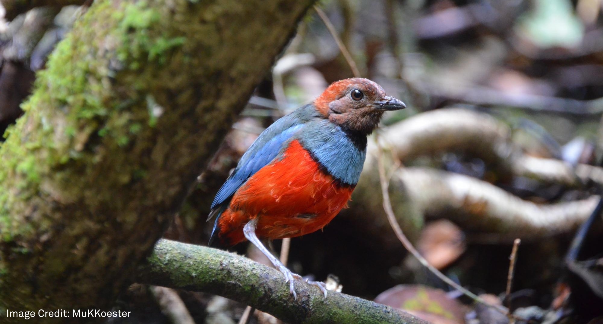 Ada yang Baru dari Pulau Aru