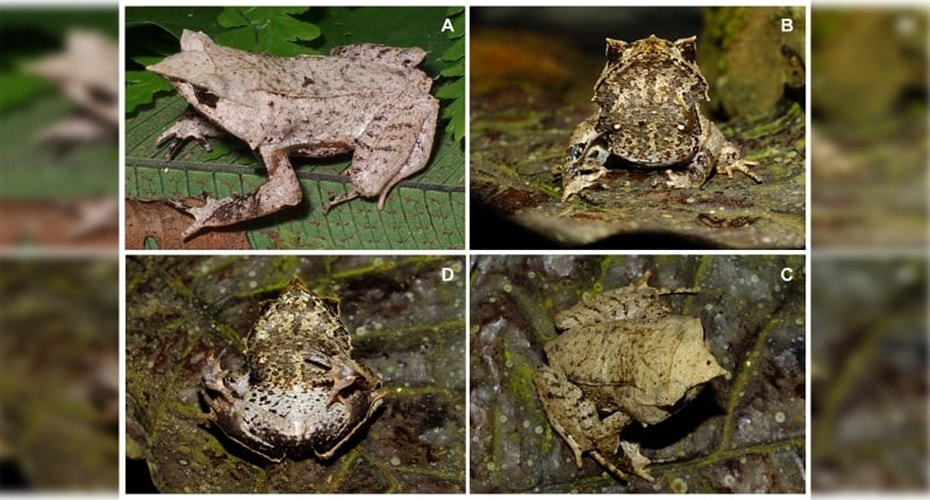 Katak Tanduk Lancip Ditemukan di Sumatera