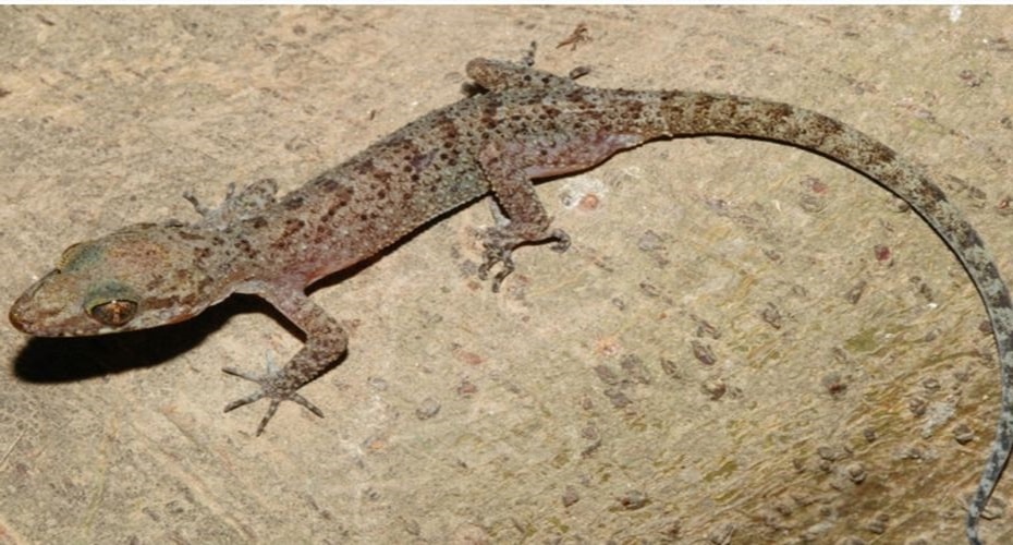 Spesies Cecak Baru di Pulau Terpencil Indonesia