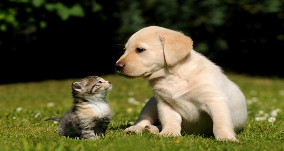Anjing dan Kucing Dapat Donor Darah Seperti Manusia