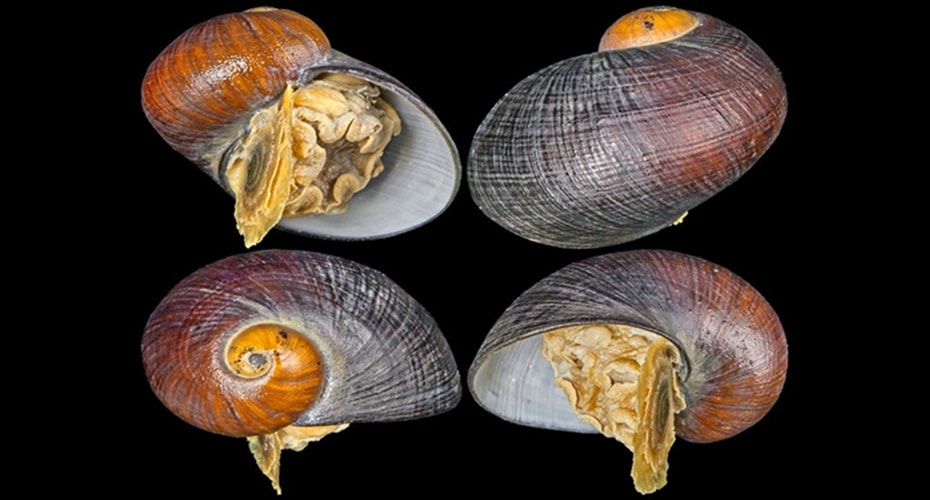 Siput yang Tak Perlu Makan Saat Dewasa