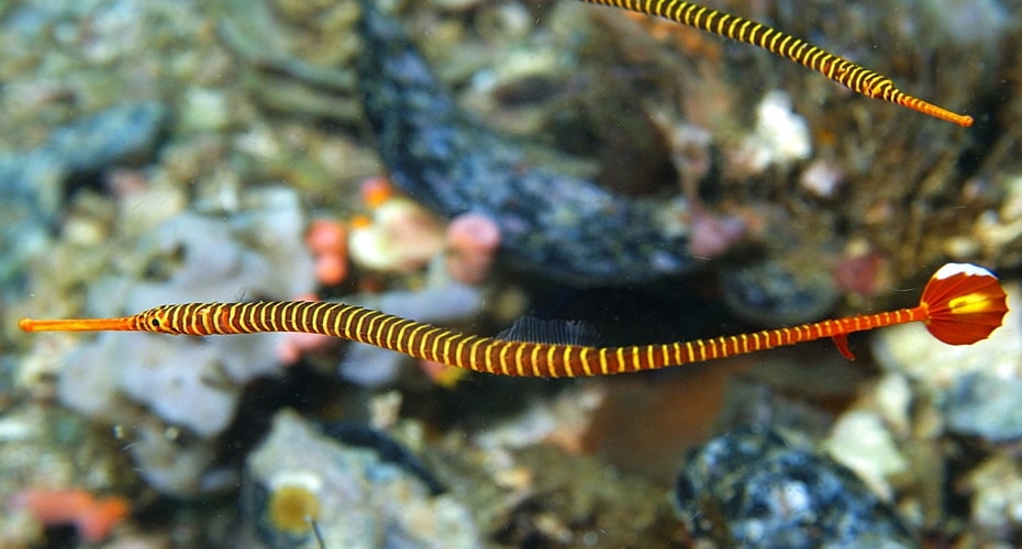 Mengenal Pipefish yang Terancam Punah