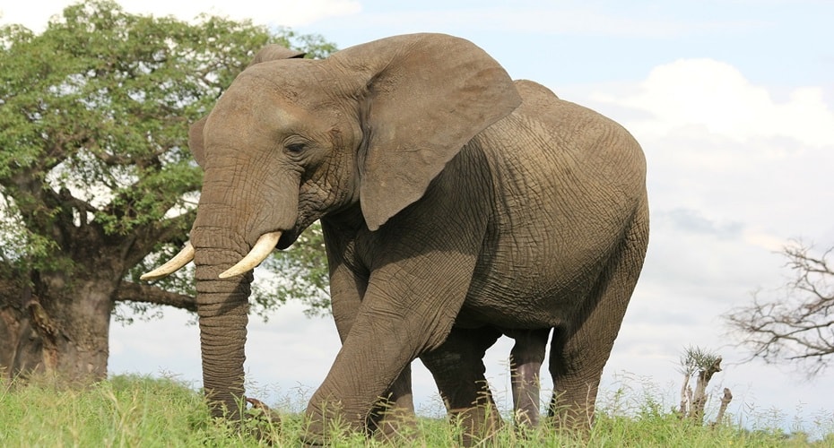 Ketakutan Gajah yang Menguntungkan