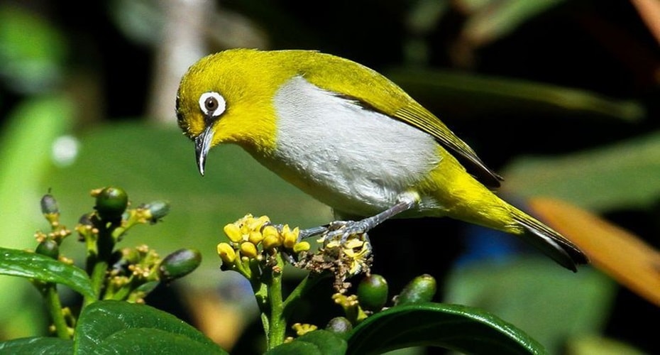 Peran Penting Burung di Alam Bebas