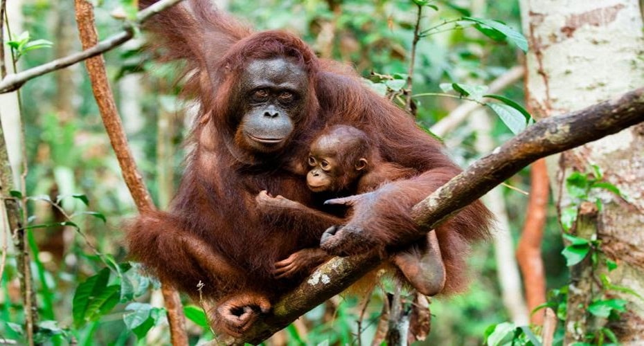 Kehidupan Orangutan Tapanuli Terancam Pembangunan Bendungan