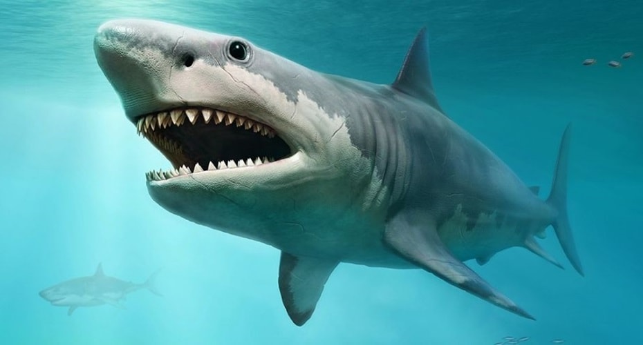 Megalodon, Hiu Raksasa yang Telah Punah