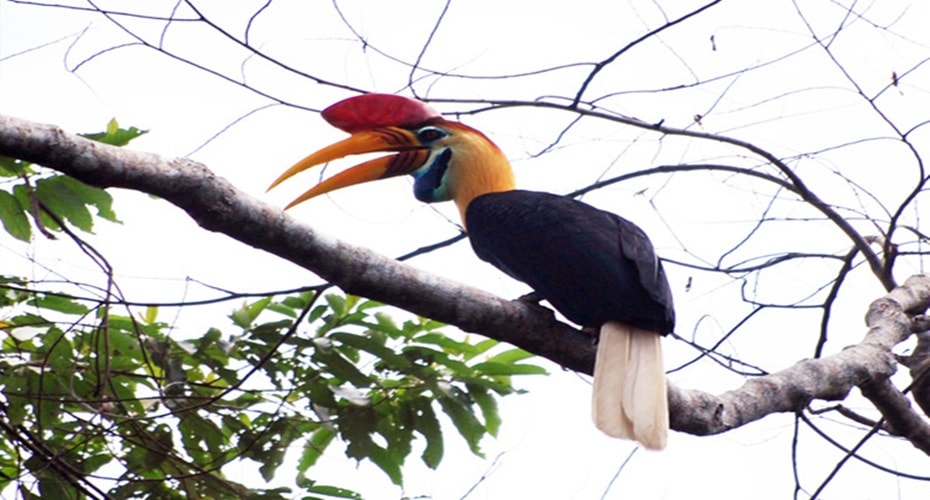 Burung Julang yang Terus Bekurang