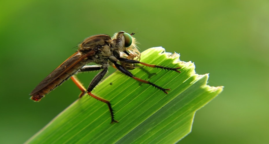 Sang Predator Dunia Serangga