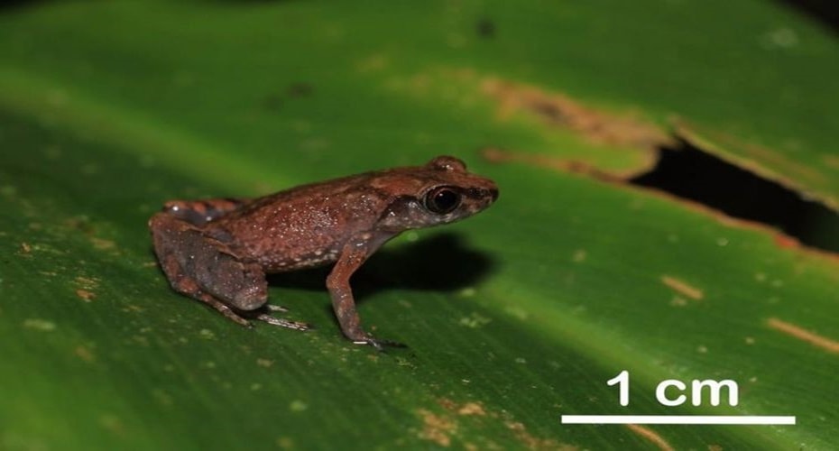 Katak Jenis Baru Ditemukan di Kalimantan