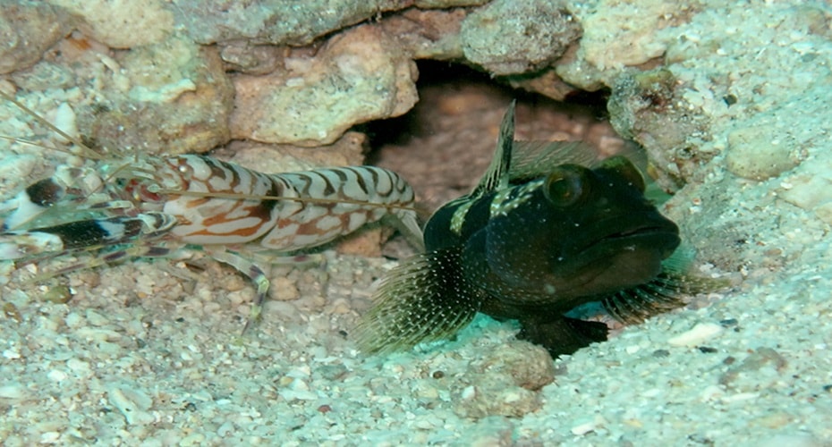 Romantisme Ikan Gobi dan Udang Pistol
