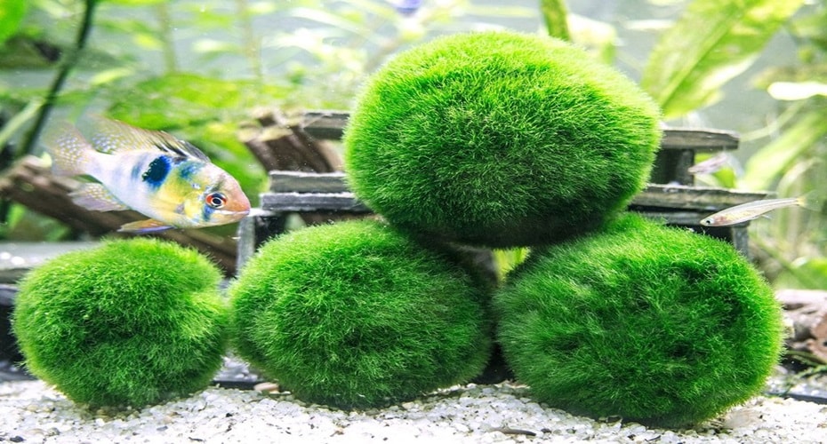 Rahasia Dibalik Keunikan Marimo Moss Ball