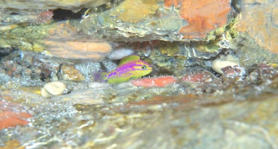 Spesies Ikan Baru yang Memikat