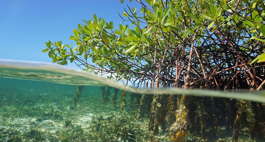 Mangrove Kurangi Risiko Bencana