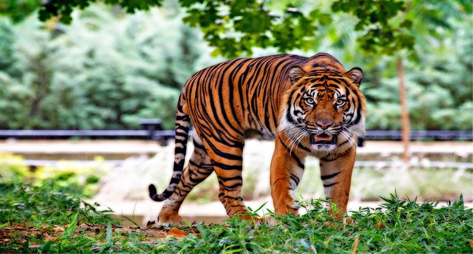 Konflik dengan Manusia Kurangi Populasi Harimau Sumatera