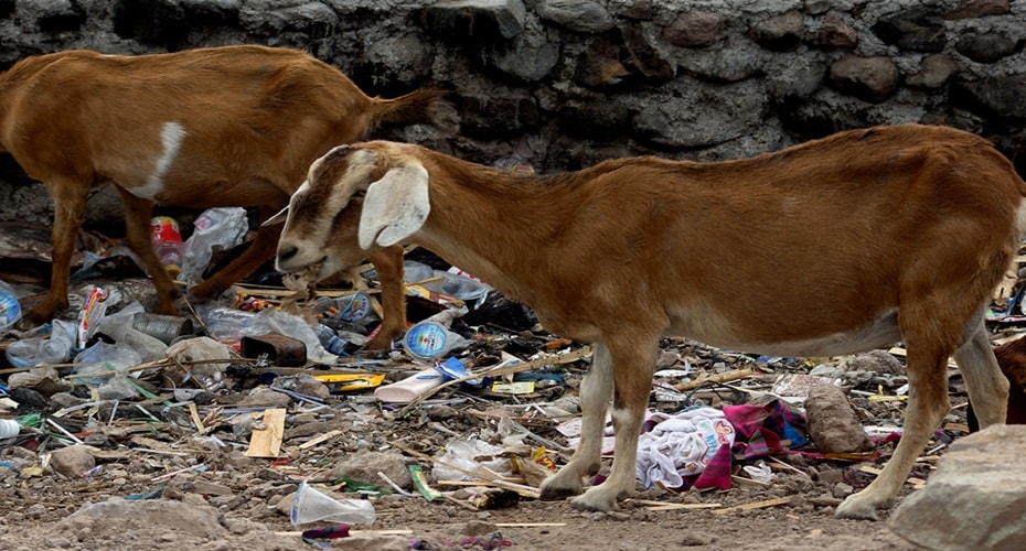 Adaptasi Unik Kambing Pulau Bungin
