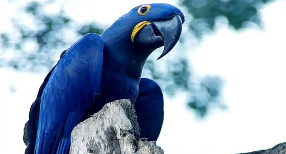 Makaw Spix Biru Dikonfirmasi Punah