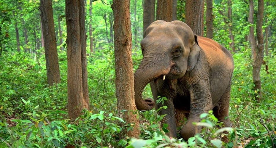 Gajah Asia Juara Berhitung
