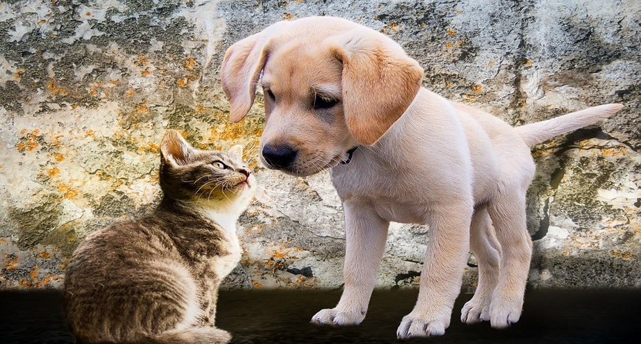 Kucing Ternyata Rukun dengan Anjing