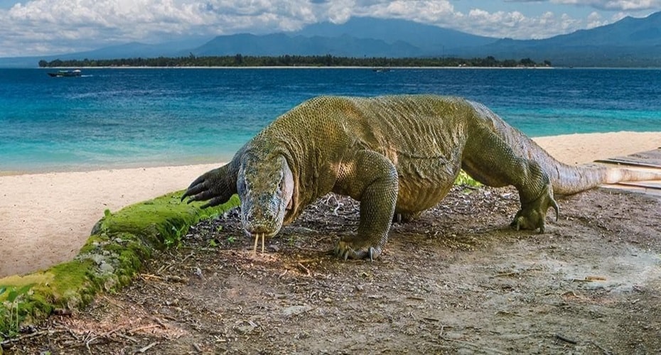 Mengapa Komodo Hanya Ada di Nusa Tenggara?