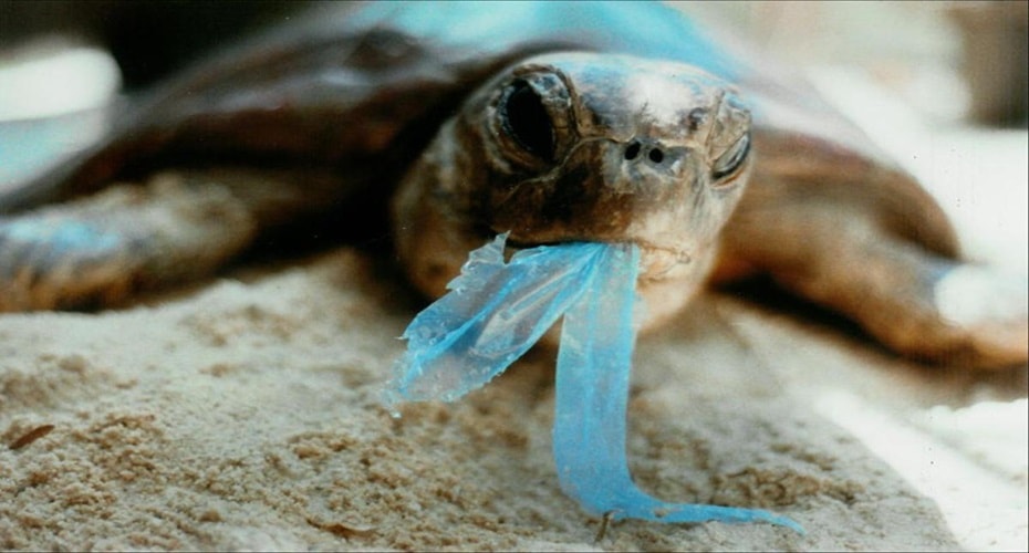 Alasan Hewan Laut Makan Sampah Plastik