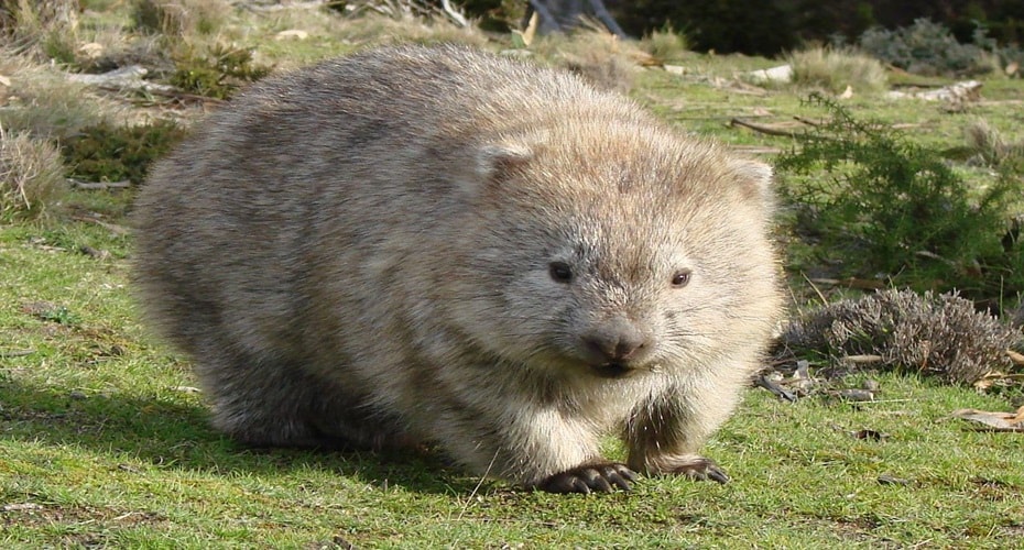 Kotoran Wombat yang Tidak Biasa