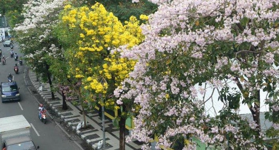 Sakura Ala Surabaya