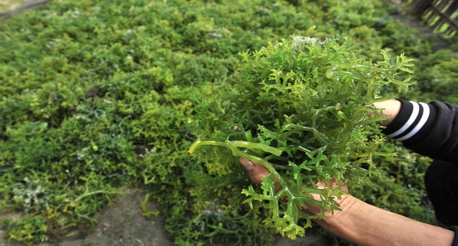 Rumput laut Cegah Perubahan Iklim