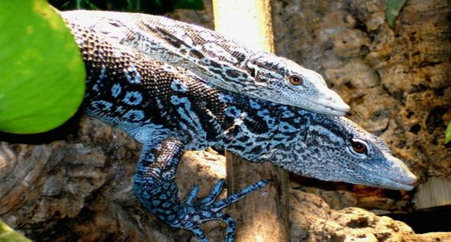 Biawak Asli Indonesia terancam punah