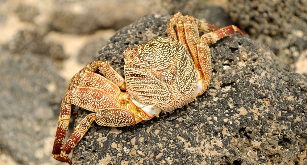 Apakah Kepiting Bisa Ganti Kulit?