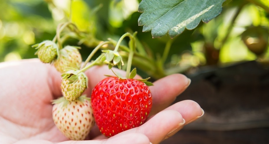 Apa yang Terjadi Ketika Buah Matang?
