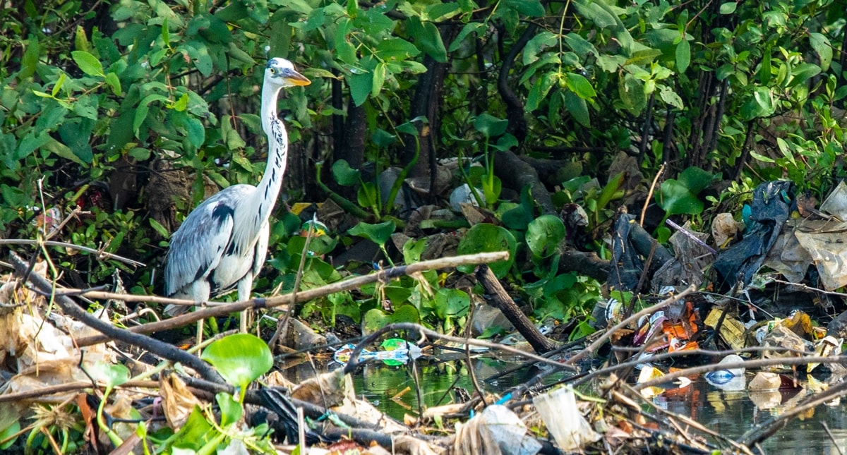 Peringati Hari Migrasi Burung Sedunia, KEHATI Bersama Accenture Indonesia Lakukan Pengamatan Burung Air