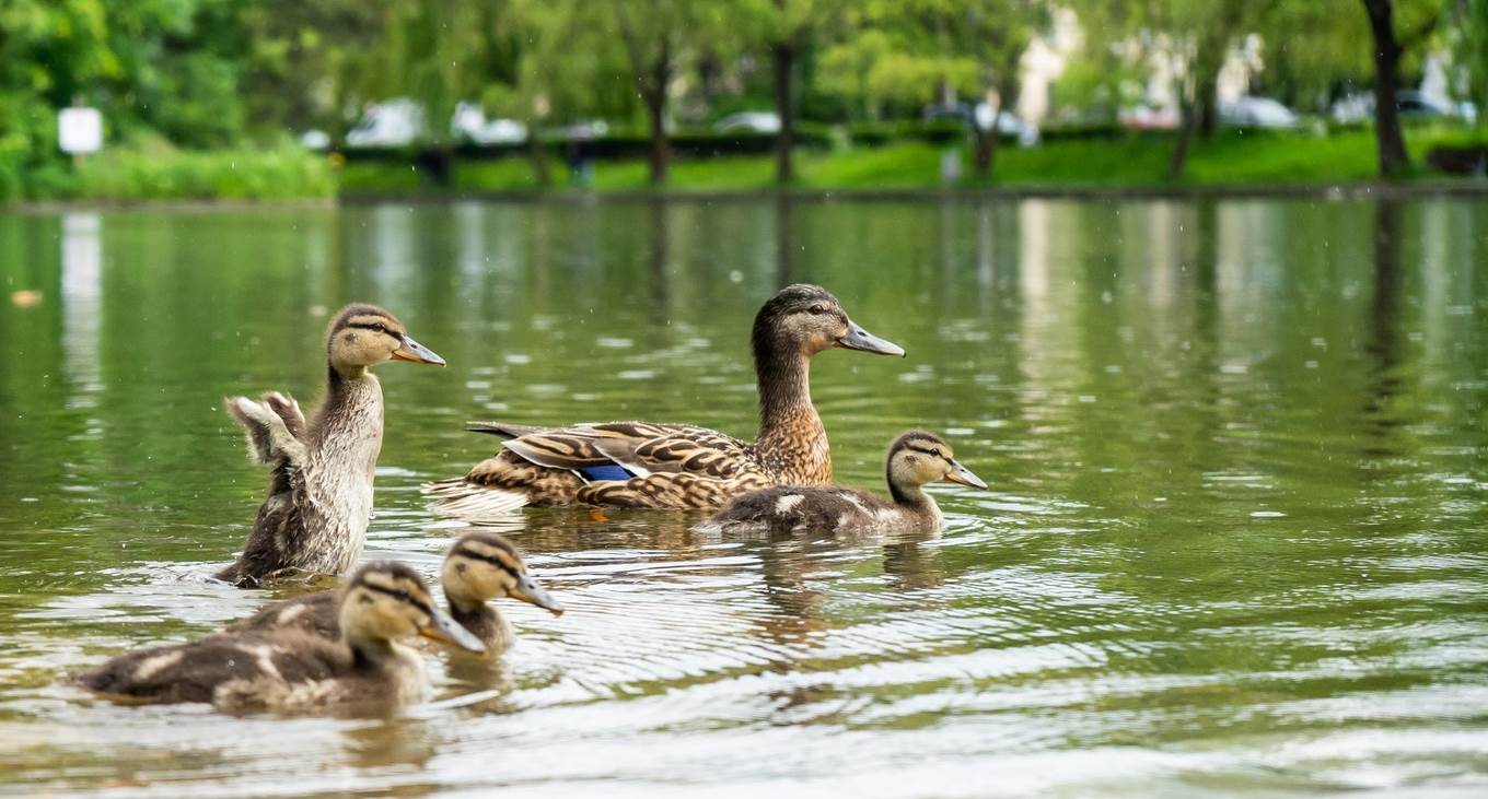 Mengapa Bebek Tidak Mengerami Telurnya?