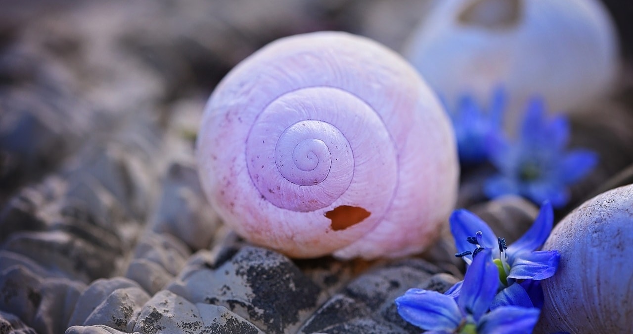 Siput yang Terombang-ambing di Lautan