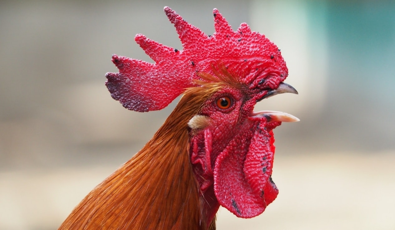 Mengapa Ayam Jantan Berkokok di Pagi Hari?