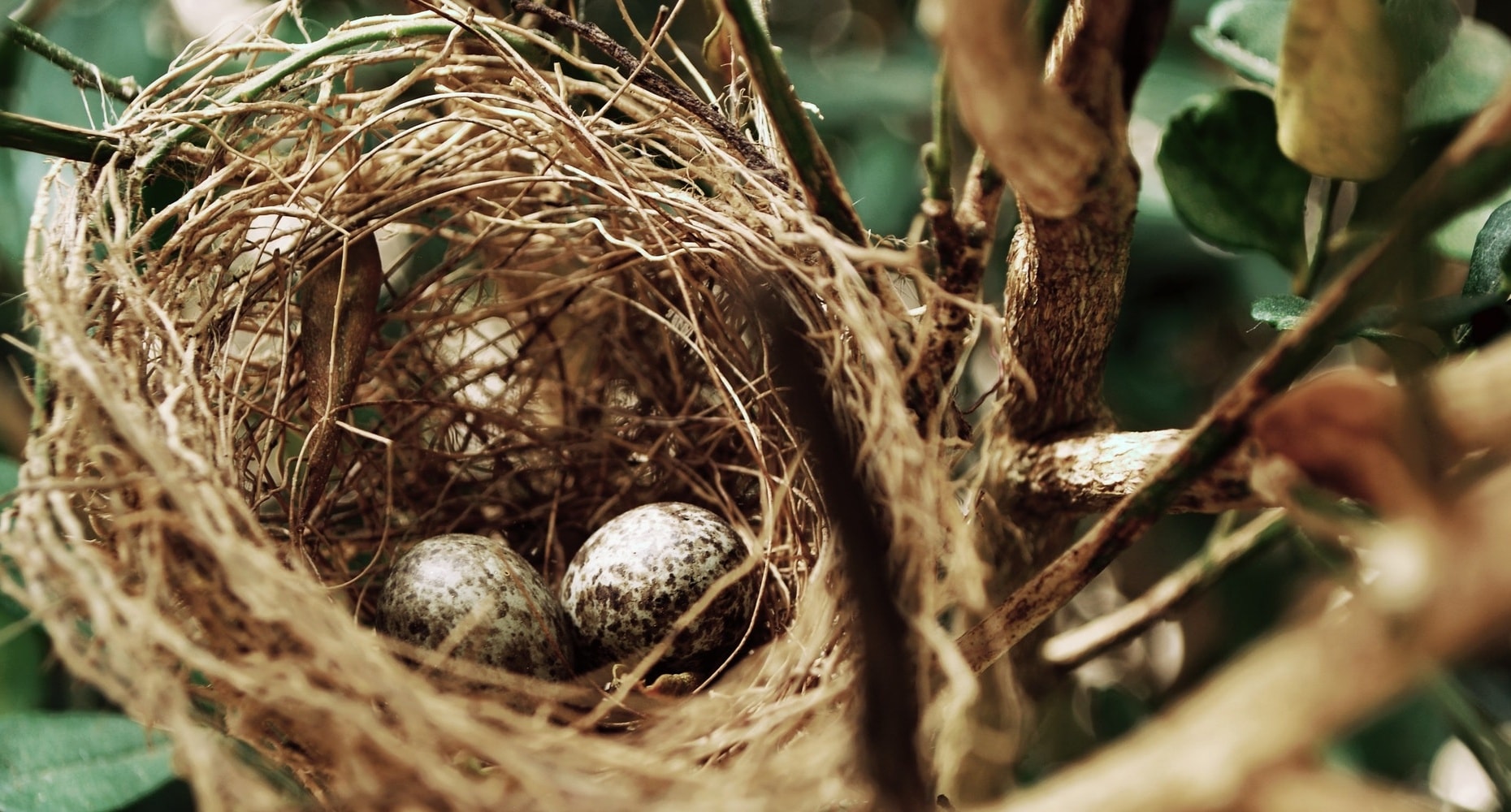 Sejak dalam Telur, Anak Burung bisa Berkomunikasi
