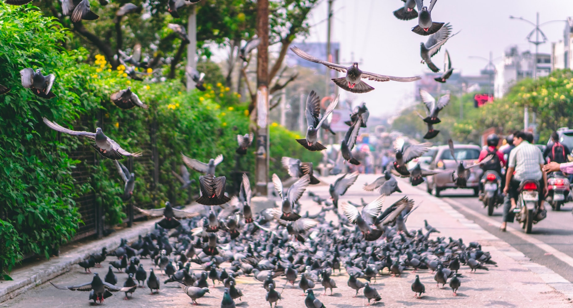 Polusi Suara Menyebabkan Burung Stres