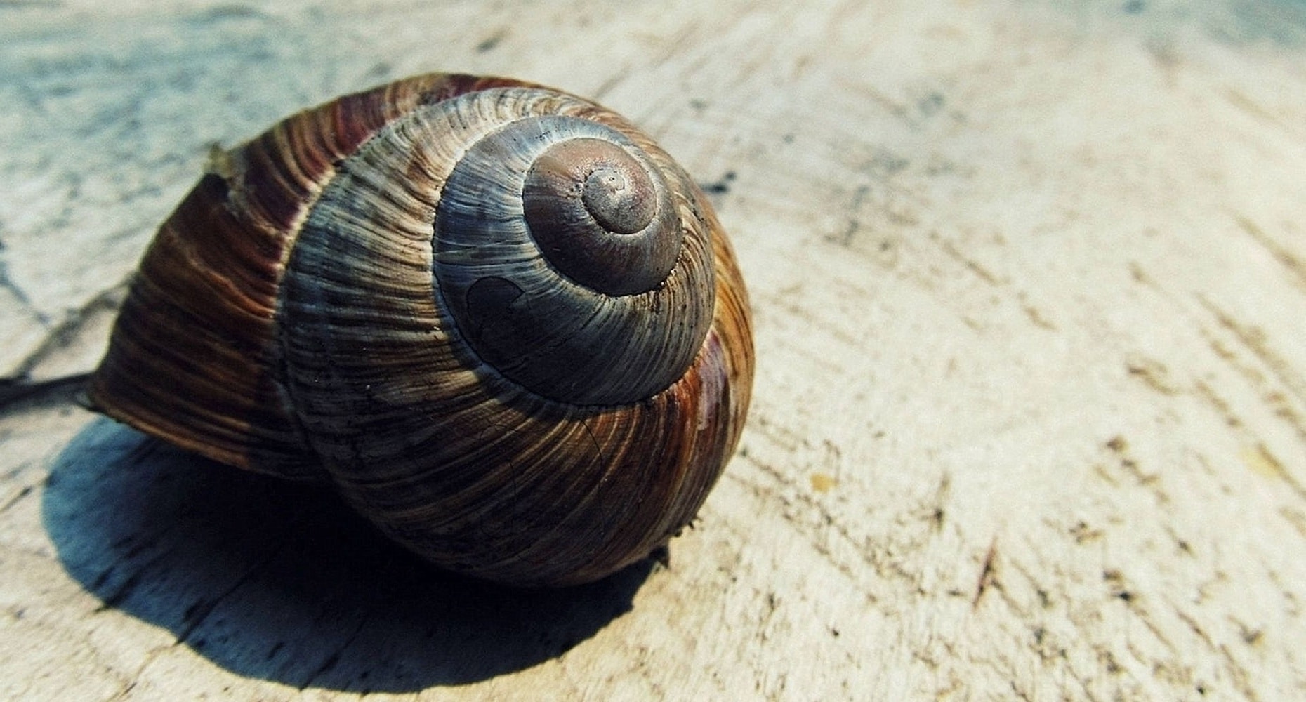 Ketangguhan Siput Laut Berperisai Besi