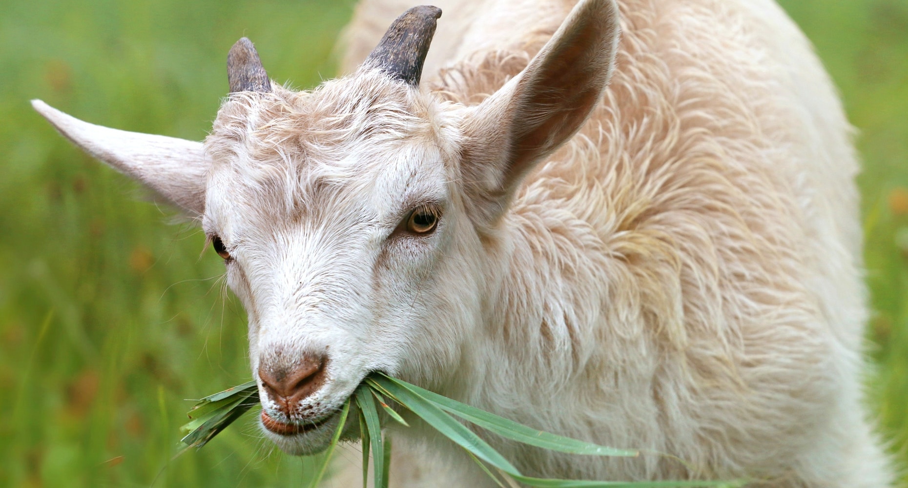 Kapan Kambing Mulai Diternakkan?