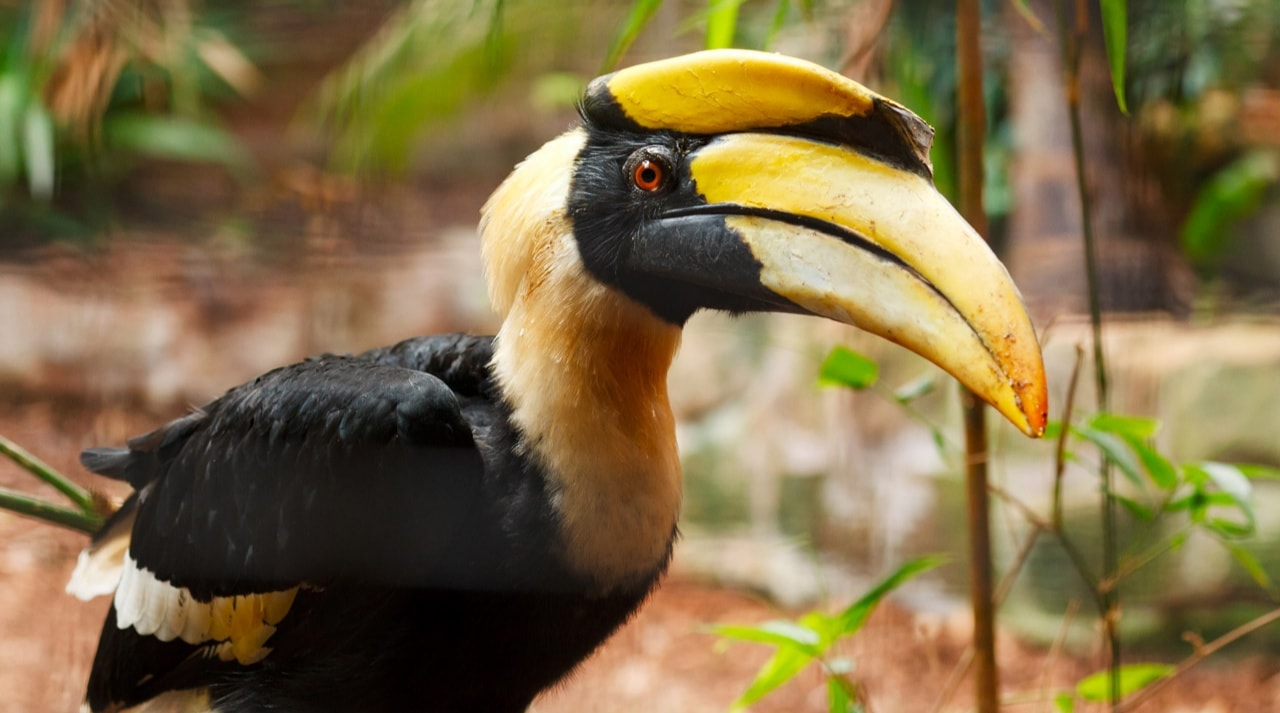 Rangkong Sang Penjaga Hutan