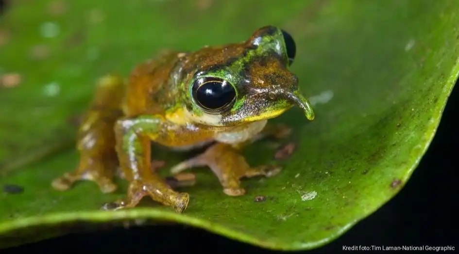 Katak Pinokio dari Tanah Papua